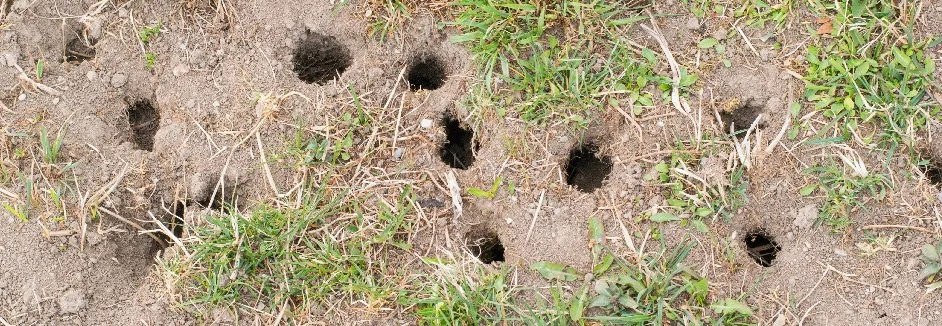 Mehrere Wühlmauslöcher im Rasen